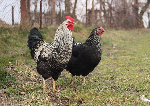 poule et coq